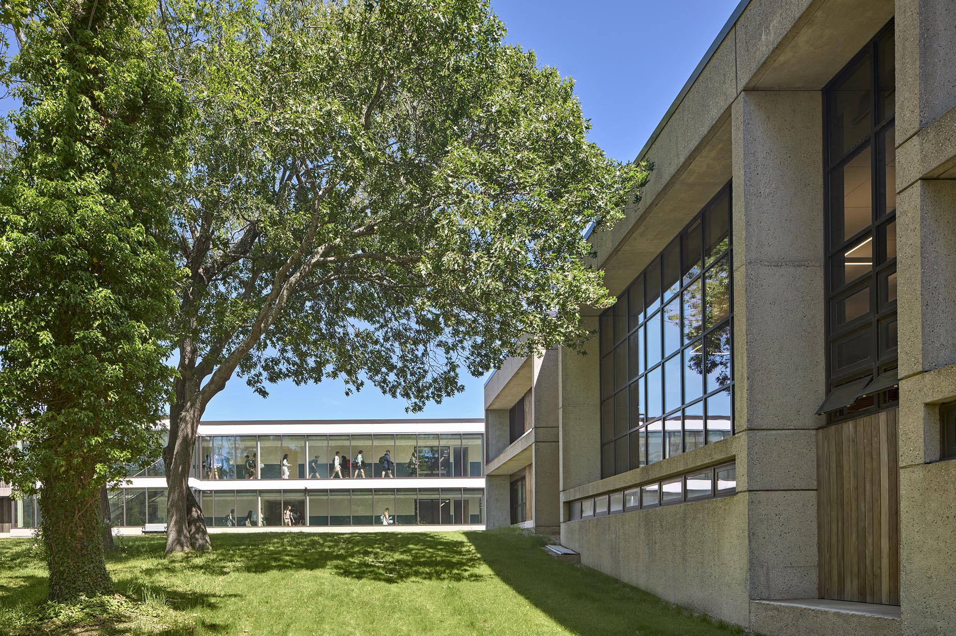 Courtyard with large grass area and walkways lined with windows in middle. Large tree to the left and building to the right with concrete surrounding windows